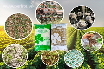 Đá Perlite, đá trân châu, nham trân châu, Perlite Vermiculite,Perlite làm vườn,Perlite ươm cây,Perlite trồng rau màm, Perlite cải tạo đất,Perlite tốt cho hoa, Perlite trồng cây, Perlite